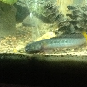 My goby, who I started the tank for!