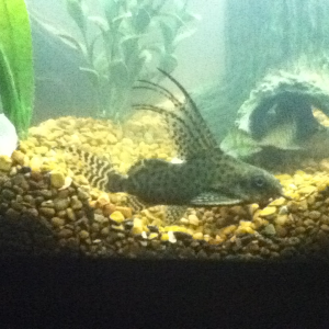 Lace catfish. They are so happy the koi have moved out!!!