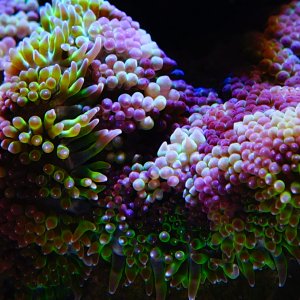 Mini-carpet anemone