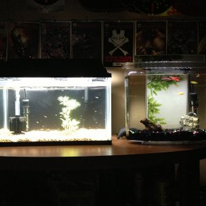 fry tank on left, Adults of those fry on right.  Side by side tanks.