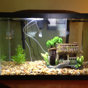 Here it is! Needs a back drop still! I just put in small wisper filter from an empty tank just to move a bit more water :)