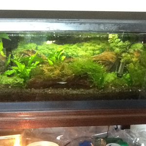 A better pic of 20 gallon long