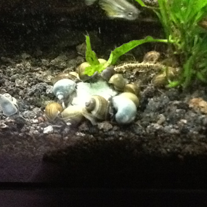 Snail frenzy
