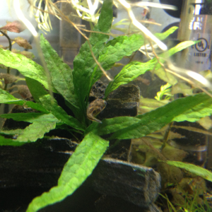DP in the center of the java fern.