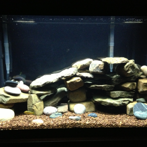 Added more rocks. The fish are in the caves