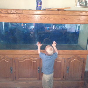 First time my son seeing the aquarium.