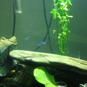 Neon Tetras. Big one is Red Leader, Red Two(Wedge) and Red Three(Biggs)