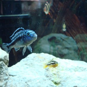 Electric blue johanni  and a yellow auratus  (did have)