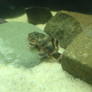 My clown pleco, a female from the breeding project :)