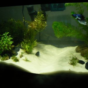 Betta Planted   Scaped