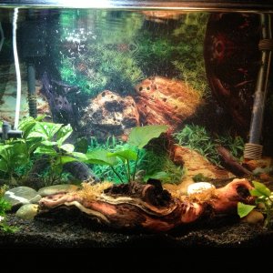 I moved the Mopani wood from my 55 gal over to the 20 gal.  I think it looks great in there.