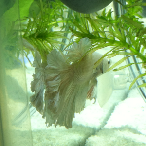 I swear he knows when I go searching for the Amano shrimps & wants to play hide n seek also!!