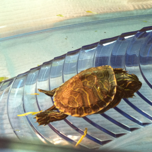 Sweepy wittle sick turtle...He was refusing to eat @ this point & at his skinniest... So sad. :'(