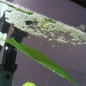 Woke up to my first ever bubble nest!!!  
And my Betta is so brightly colored!!  :)