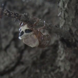 Cicada Morphing out of old shell.