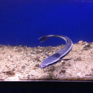 A remora from this hole-in-the-wall fish store in Portland. How would you even keep this?!