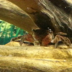 Mr. Crabs Having a crabby patty