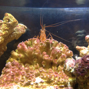 Peppermint shrimp