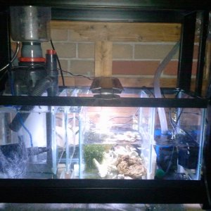 New 20 long sump/refugium and coralife 220 superskimmer