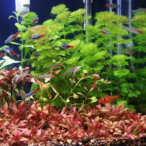 AR 'mini in front, Ludwigia Repens in front of Limnophilia Sassiliflora background.