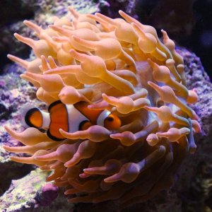 Joining the Anemone