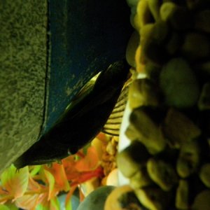 ascistrus pleco (the eldest fish in the tank jan '09)