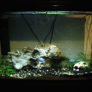 The tank. 29 gallons of freshwater.