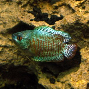 Slartibartfast, so named because he started out a bit of a territorial hermit. Still doesn't get along all that well with the other Dwarf Gourami, Joh
