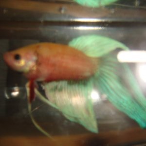 another Betta without proper photography skills. :/