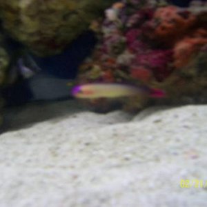 purple firefish