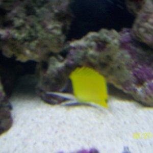 longnose butterflyfish(deceased)