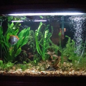 29 Gal Planted aquarium