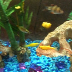 My Glofish, a scissor tail rasbora, and a tiger barb!
There is also a snail in the backround!!!!!!!