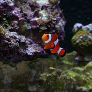 My Clown Fish swimming around and checking out the neighborhood