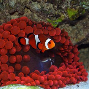 There is my Clown Fish and my anemone, the anemone is on hunger strike right now, he spits out every fish I feed him, so now I stopped feeding him and