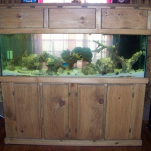 Our tank when we first set up, from old to new