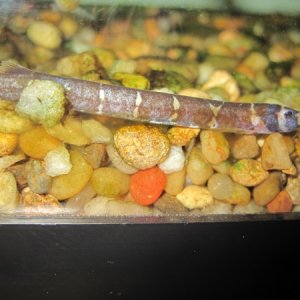 A bad pic of the khulii loach