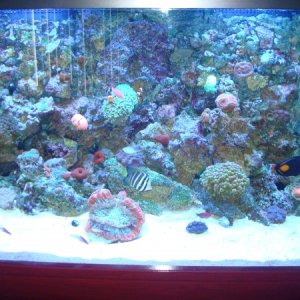 fish tank 030