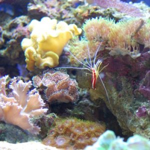My skunk cleaner shrimp.

It is still alive, I have had it for a whole year now!