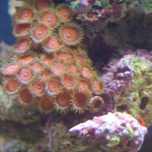 Some Zoanthids and an Aiptasia, which I finally now have all removed thanks to a fantastic peppermint shrimp!