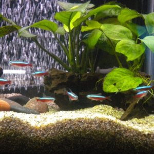 our first fishes, cardinal tetras