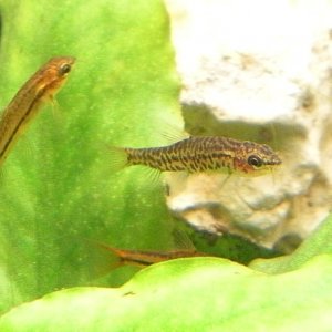 Unknown Spotted Loach
Burmese Rosey Loach