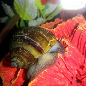 Gary, my black mystery snail