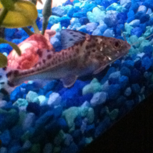 1of my 3 Pictus Catfish. Actually sat still for a photo :D