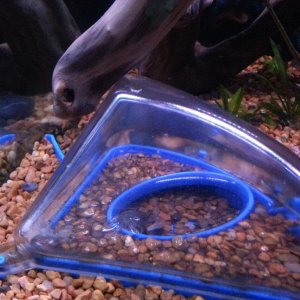New fiddler crab checking out the crabitat