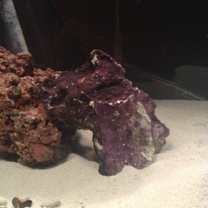 I'm hoping this coraline covered rock will seed the tank quickly.