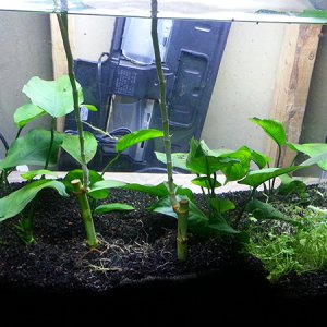 converted refugium to planted tank