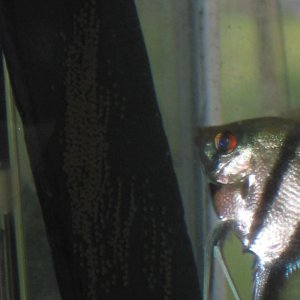 silver male with eggs