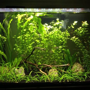 First picture with both HOB and canister filter running.  Ludwigia on right trimmed.