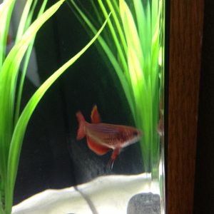 Baby beta from Petco- starting to get some nice deep red color after having him about 3 months